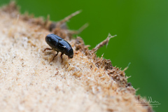 Scolytus