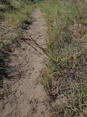 Cymbopogon marginatus