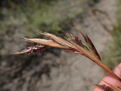 Cymbopogon marginatus