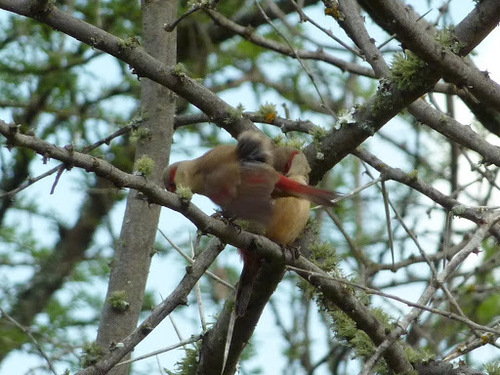 Estrilda rhodopyga
