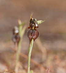 Pterostylis cheraphila