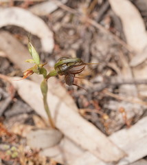 Pterostylis cheraphila