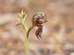 Pterostylis cheraphila