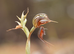Pterostylis cheraphila