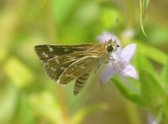Taractrocera maevius