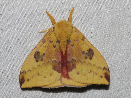 Io moth