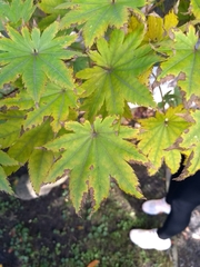 Acer japonicum