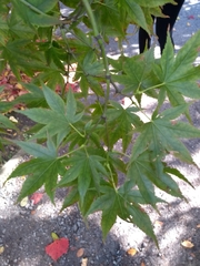 Acer japonicum