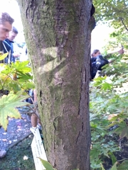 Acer japonicum