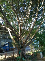 Ficus microcarpa microcarpa