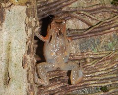 Cophixalus australis