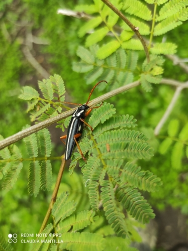 Elateropsis lineatus