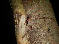 Cophixalus australis