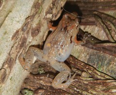 Cophixalus australis