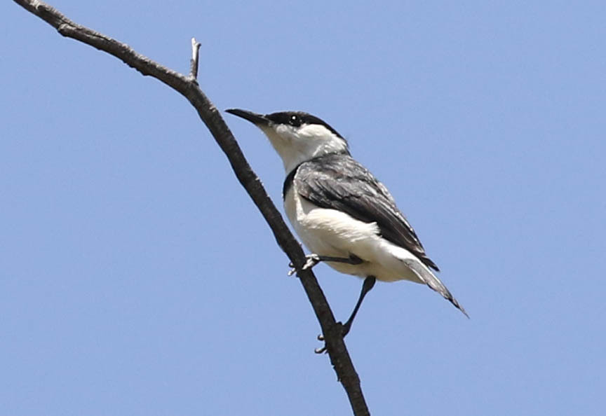 Banded Honeyeater