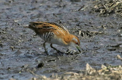 Zapornia pusilla palustris