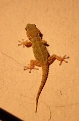 Tarentola mauritanica