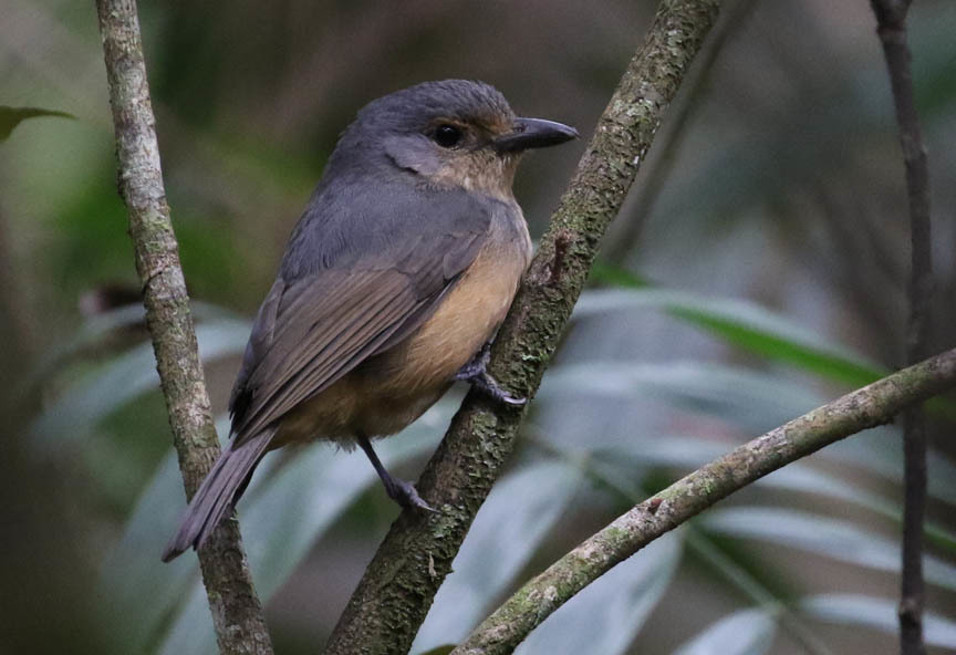 Bower's Shrikethrush