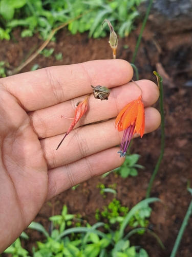 Bessera elegans, photograph 5