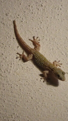 Tarentola mauritanica