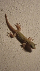 Tarentola mauritanica