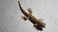 Tarentola mauritanica