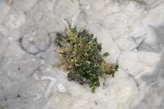 Caulerpa geminata