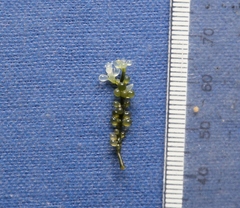Caulerpa geminata