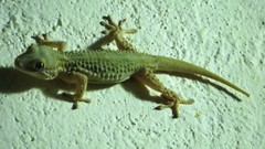 Tarentola mauritanica