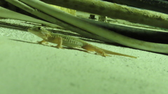 Tarentola mauritanica