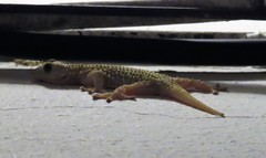 Tarentola mauritanica