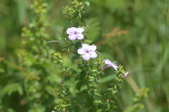 Barleria mysorensis