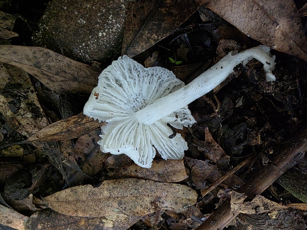 Humidicutis mavis · July 2025 · photo: © nicnation (iNaturalist, cc-by)