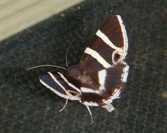 Grammodes ocellata