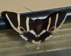 Grammodes ocellata