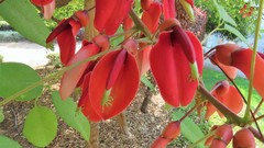 Erythrina crista-galli