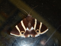 Grammodes ocellata