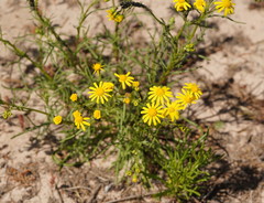Senecio spanomerus