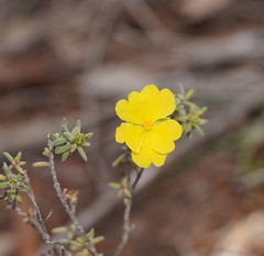 Hibbertia crinita