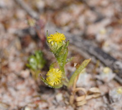 Triptilodiscus pygmaeus