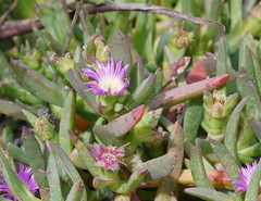Carpobrotus modestus