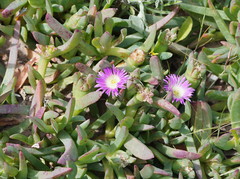 Carpobrotus modestus
