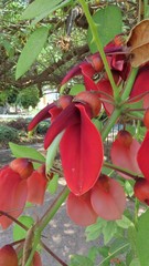 Erythrina crista-galli