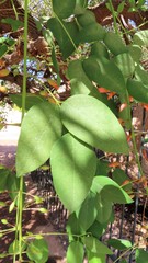 Erythrina crista-galli