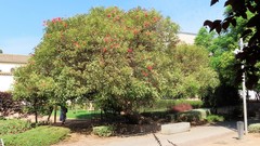 Erythrina crista-galli
