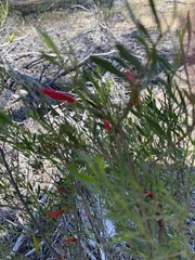 Eremophila decipiens