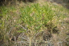 Sophora alopecuroides