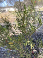 Eremophila decipiens