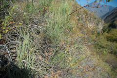 Ephedra equisetina