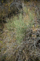Ephedra equisetina